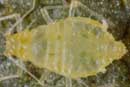 Betulaphis quadrituberculata