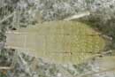 Pleotrichophorus pseudoglandulosus
