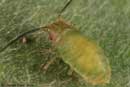 Monaphis antennata - ovipare