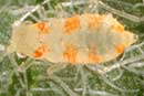 Myzocallis asclepiadis