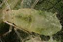Periphyllus lyropictus