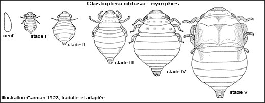 Clastoptera obtusa nymphes