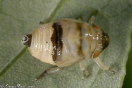 Clastoptera proteus nymphe