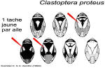 Clastoptera proteus