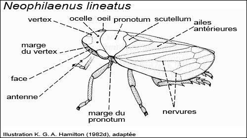 Neophilaenus lineatus