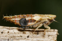 Cicadelle Dryinidae