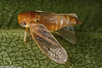 Dryinidae punaise
