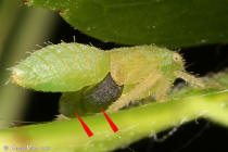 Cicadelle Dryinidae