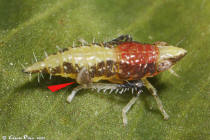 Dryinidae Scaphytopius