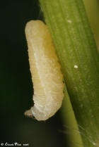 Dryinidae