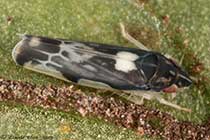 Erythroneura sp. (atra ou nigra)