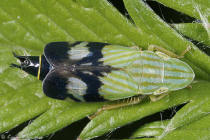 Neohecalus lineatus