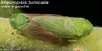 Macropsis tunicata