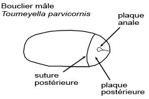 Toumeyella parvicornis