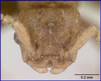 A. atratulus, mâle tête