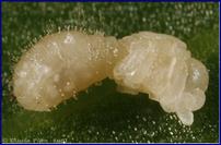 A. atratulus, nymphe parasitée