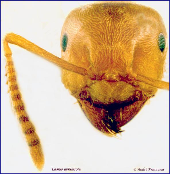 L. aphidicola, ergate tête