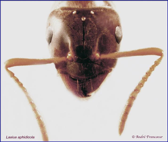 L. aphidicola, gyne tête