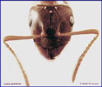 L. aphidicola, gyne tête