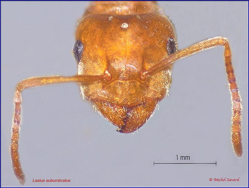 L. subumbratus, gyne tête