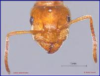 L. subumbratus, gyne tête