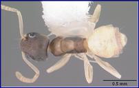 T. melanocephalum, ergate vue dorsale