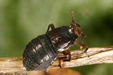 Pissonotus marginatus femelle