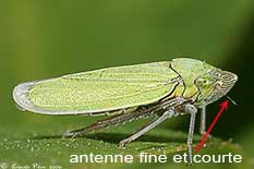 Cicadelle (Helochara communis)