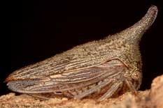 Thelia bimaculata - femelle