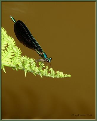 70Calopteryx maculata mâle.jpg