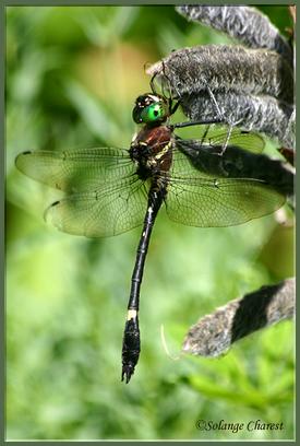 15Macromia illinoiensis mâle.jpg